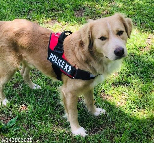 Nylon Dog Harness (Multicolor, 1 inches)